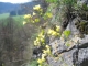 Biscutella laevigata [copyright]