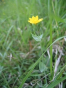 Blackstonia perfoliata Blackstonia perfoliata