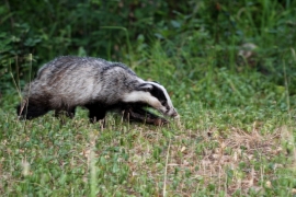 blaireau - Photo V. Fichefet