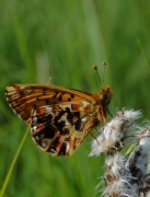 Boloria aquilonaris marqué HF 2009