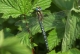Aeschne printanière (Brachytron pratense) Mâle. [copyright Farinelle Charly]
