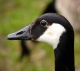 Branta_canadensis_portrait