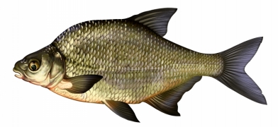 Brème commune.jpg Brème commune.jpg