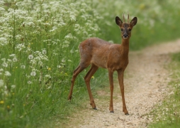 Brocard4pRulles250510_p.JPG Brocard4pRulles250510_p.JPG