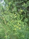 Bupleurum falcatum [copyright Wibail Lionel]