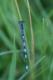 Agrion de mercure