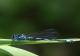Agrion gracieux (Coenagrion pulchellum) Mâle. [copyright Garin Michel]