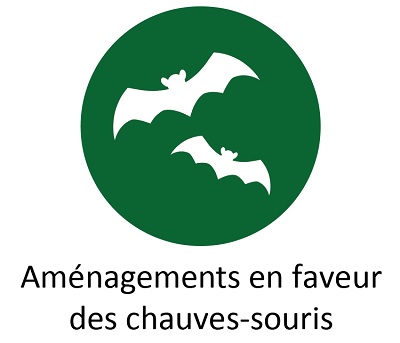 C10_chauves_souris