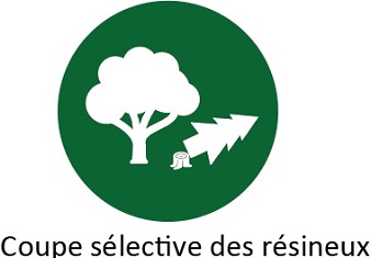 C1_Coupe_selective_resineux_isoles