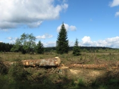 C1e arbres ébranchés et coupés en tranches.JPG