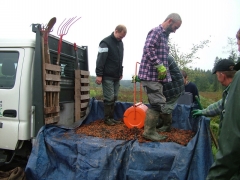 Plateau des Tailles - préparation de semis de sorbes