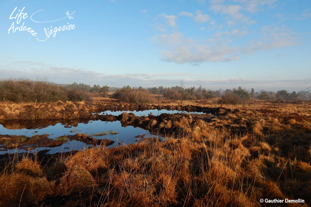 C3b_Decapage_Sacrawe_2015_09_GD-(4)