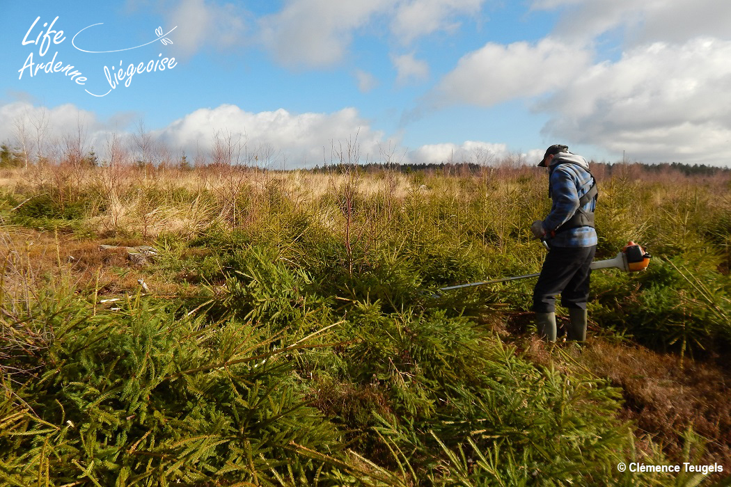 C7_Fagnes_Vecquee_20190219_CT