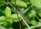Agrion gracieux (Coenagrion pulchellum) Femelle. [copyright De Broyer Alain]