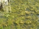 Cabomba carolinana infestation_eyeweed