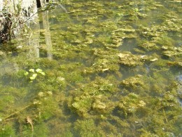 Cabomba carolinana infestation_eyeweed Cabomba carolinana infestation_eyeweed