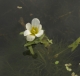 Cabomba_caroliniana_JohanvanValkenburg2