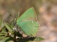 Thécla de la ronce (Callophrys rubi) [copyright Imbaud Cédric]
