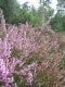 Calluna vulgaris [copyright Wibail Lionel]