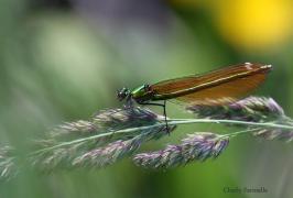 calopteryx_virgoCFa0509.jpg calopteryx_virgoCFa0509.jpg