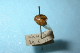 Calvia_quindecimguttata_sanmartin.jpg Calvia_quindecimguttata_sanmartin.jpg