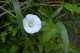 Calystegia sepium [copyright]