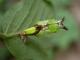 chrysalide de Petit Sylvain (Limenitis camilla) [copyright Baugnée Jean-Yves]