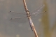 Orthétrum réticulé (Orthetrum cancellatum) Mâle immature [copyright Rouck Jean]