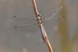 cancellatum.jpg cancellatum.jpg