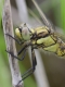 Orthétrum réticulé (Orthetrum cancellatum) Zoom. [copyright Rouck Jean]