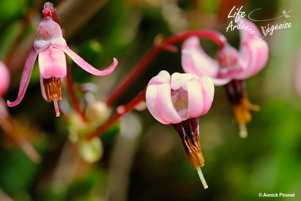 CannebergeFleur_API4805
