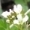 Cardamine amara [copyright Wibail Lionel]