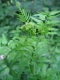 Cardamine impatiens [copyright Wibail Lionel]