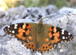 cardui_vio.jpg cardui_vio.jpg