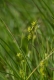Carex echinata [copyright Wibail Lionel]