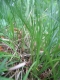 Carex humilis