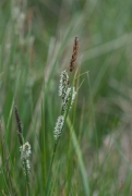 Carex nigra Carex nigra