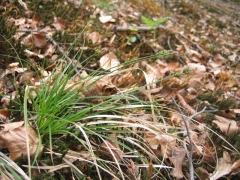 Carex pilulifera Carex pilulifera