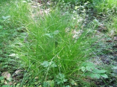 Carex remota Carex remota