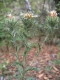 Carlina vulgaris [copyright]