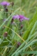 Centaurea jacea [copyright Wibail Lionel]