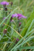 Centaurea jacea.jpg Centaurea jacea.jpg