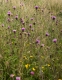 Centaurea nigra