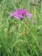 Centaurea scabiosa