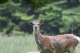 Cervus elaphus 01