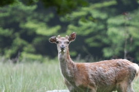 Cervus elaphus 01 Cervus elaphus 01