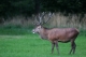 Cervus elaphus 03