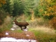 Cervus elaphus 05