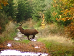 Cervus elaphus 05 Cervus elaphus 05