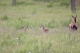 Cervus elaphus 06